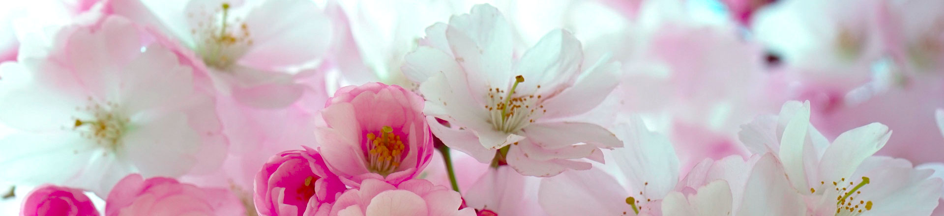 conseil en Fleurs-de-Bach Caen RACHEL MALLE